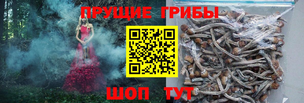 Галлюциногенные грибы GOLDEN TEACHER  купить наркоту  Дубна  Вход с VPN 